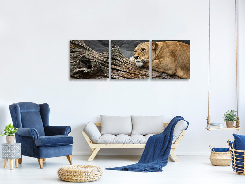 panoramic-3-piece-canvas-print-dreaming-lioness
