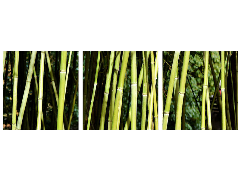 panoramic-3-piece-canvas-print-fresh-bamboo