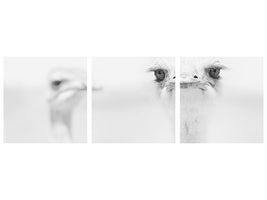 panoramic-3-piece-canvas-print-funny-ostrich