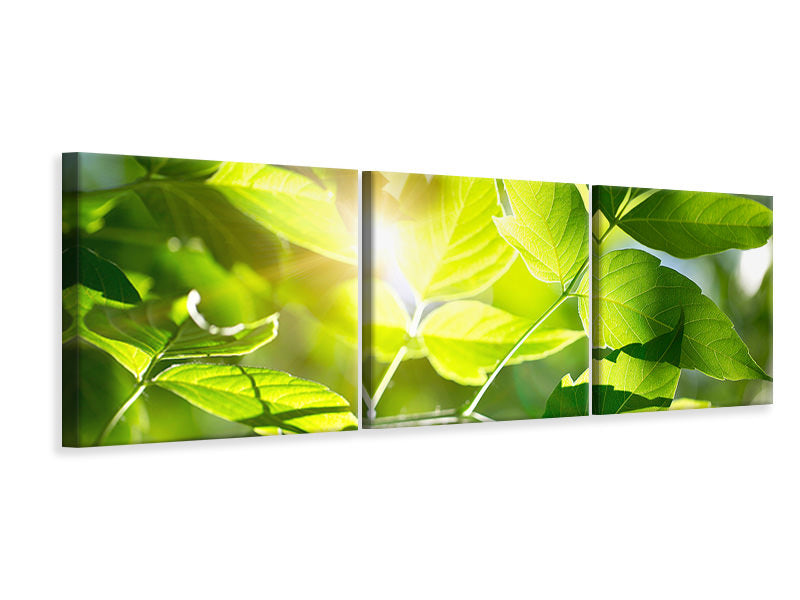 panoramic-3-piece-canvas-print-go-green