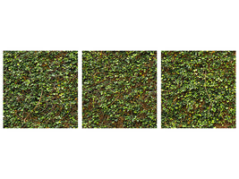 panoramic-3-piece-canvas-print-green-ivy-leaves-wall