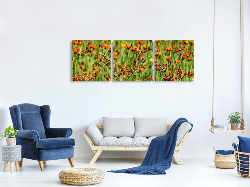 panoramic-3-piece-canvas-print-hawkweeds