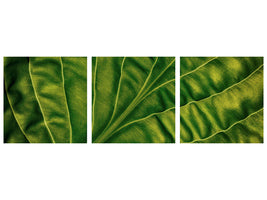 panoramic-3-piece-canvas-print-leaf-of-a-hosta