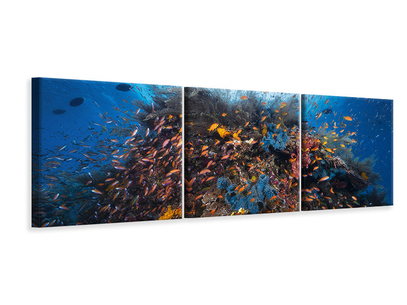 panoramic-3-piece-canvas-print-life-explosion