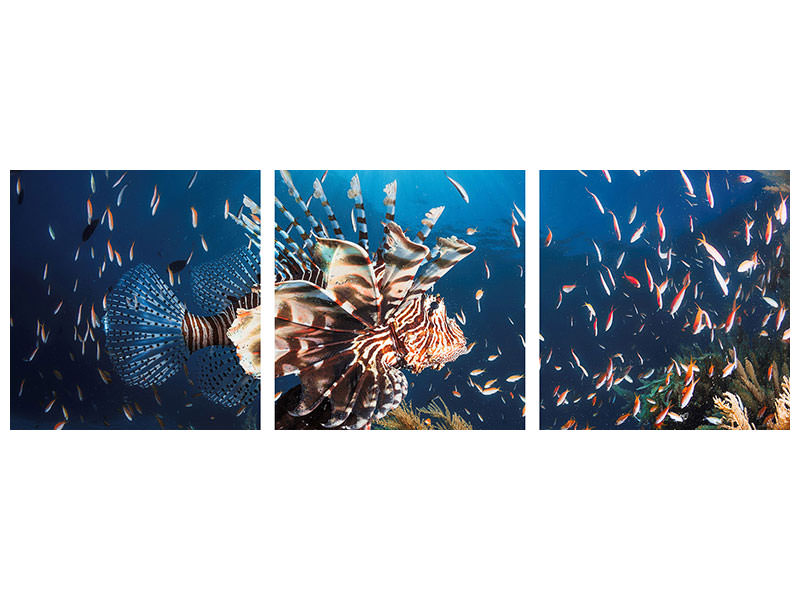 panoramic-3-piece-canvas-print-lionfish