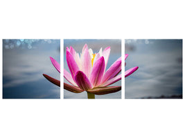 panoramic-3-piece-canvas-print-lotus-in-the-morning-dew