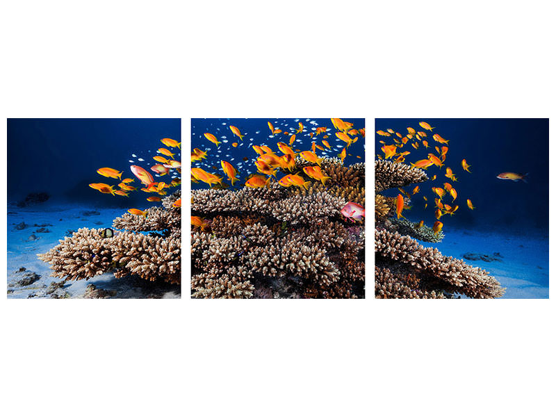 panoramic-3-piece-canvas-print-marine-life