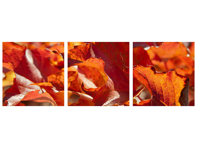 panoramic-3-piece-canvas-print-nice-autumn-leaves