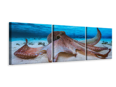 panoramic-3-piece-canvas-print-octopus