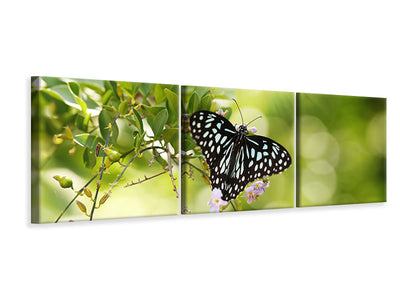 panoramic-3-piece-canvas-print-papilio-butterfly-xxl