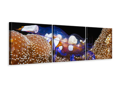 panoramic-3-piece-canvas-print-peacock-tail-anemone-shrimp