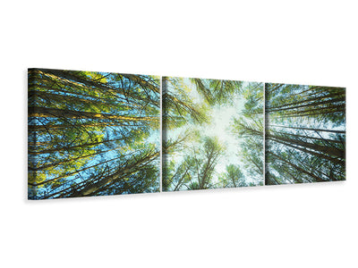 panoramic-3-piece-canvas-print-pine-forest