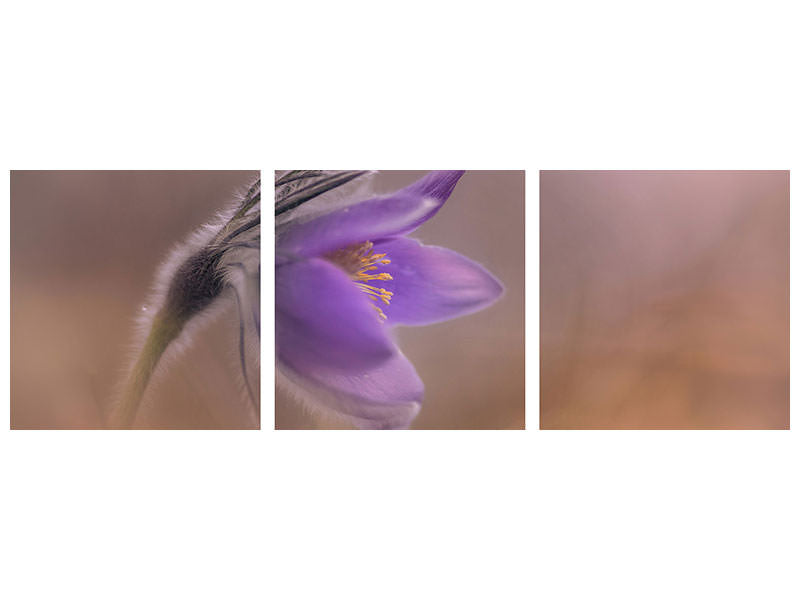 panoramic-3-piece-canvas-print-pulsatilla-vulgaris