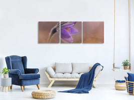 panoramic-3-piece-canvas-print-pulsatilla-vulgaris