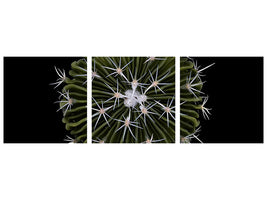 panoramic-3-piece-canvas-print-stenocactus