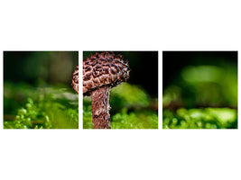 panoramic-3-piece-canvas-print-strobilomyces-strobilaceus