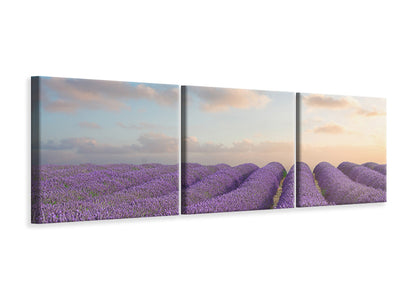 panoramic-3-piece-canvas-print-the-blooming-lavender-field