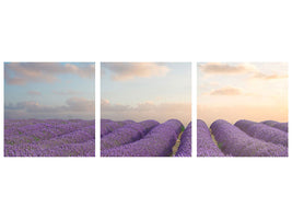 panoramic-3-piece-canvas-print-the-blooming-lavender-field