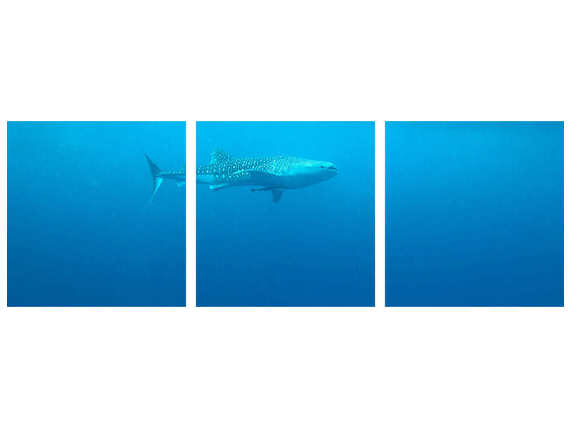 panoramic-3-piece-canvas-print-the-whale-shark