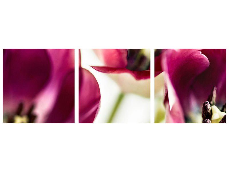 panoramic-3-piece-canvas-print-tulip-iv