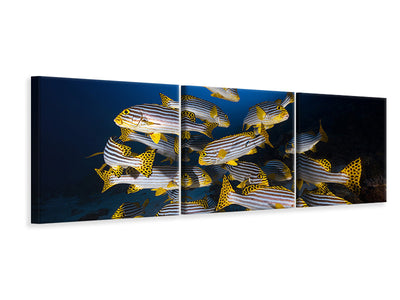 panoramic-3-piece-canvas-print-underwater-photography-indian-ocean-sweetlips