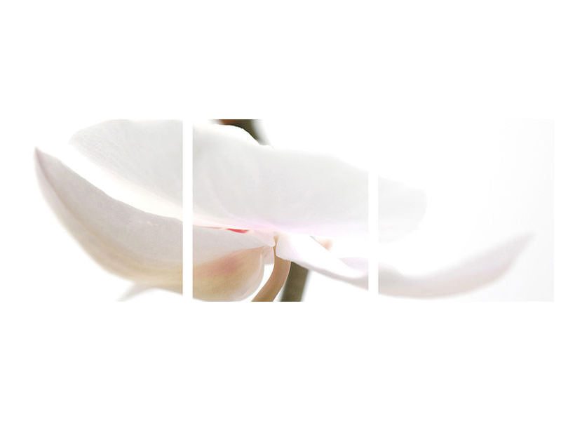 panoramic-3-piece-canvas-print-xxl-orchid-flower