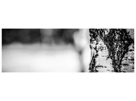 panoramic-canvas-print-birch-trunk