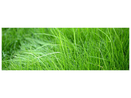 panoramic-canvas-print-blades-of-grass
