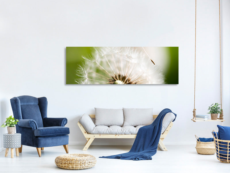 panoramic-canvas-print-blowball-dandelion