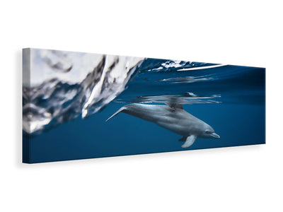 panoramic-canvas-print-bottlenose-dolphin-turciops-aduncus