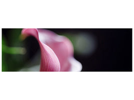 panoramic-canvas-print-calla-in-purple