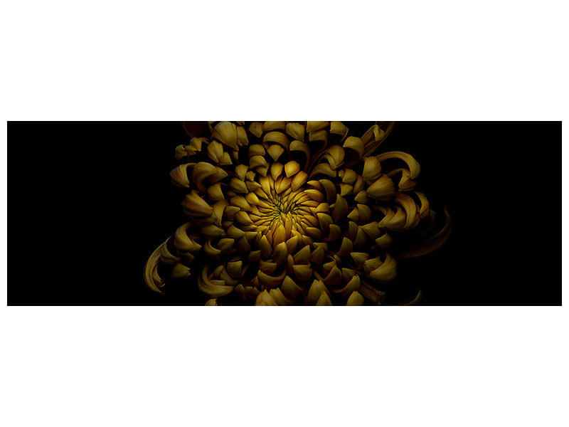 panoramic-canvas-print-chrysanthemum
