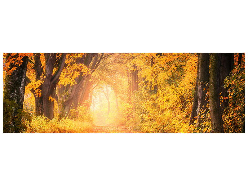 panoramic-canvas-print-colors-magnificent-forest