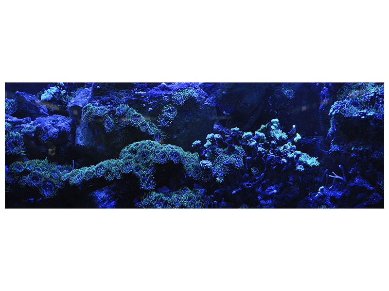 panoramic-canvas-print-coral-reef-in-blue