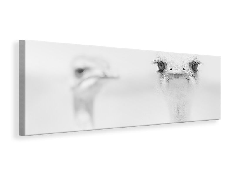 panoramic-canvas-print-funny-ostrich