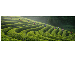 panoramic-canvas-print-green-tea-farm