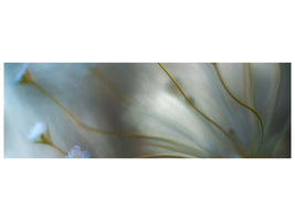 panoramic-canvas-print-jasmine