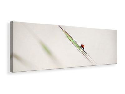 panoramic-canvas-print-ladybug