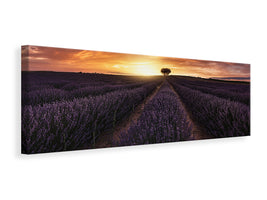 panoramic-canvas-print-lavender-sunset