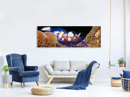 panoramic-canvas-print-peacock-tail-anemone-shrimp