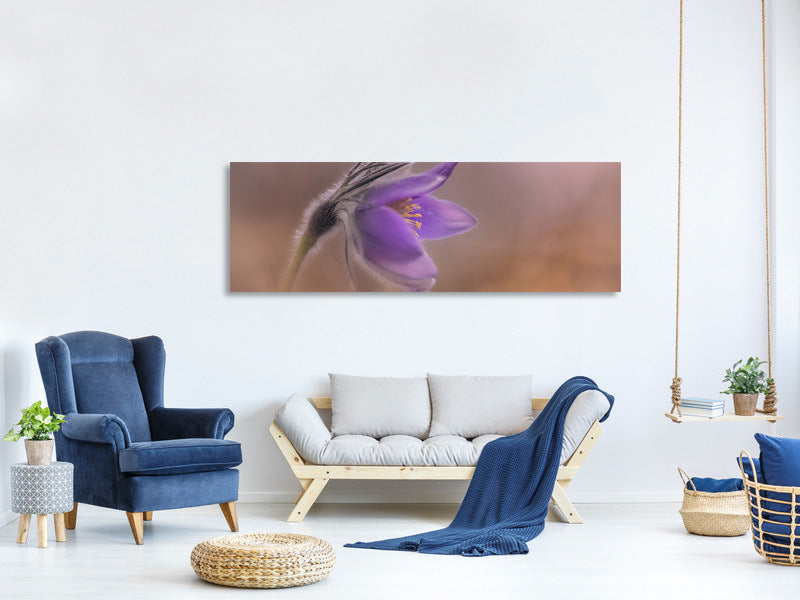 panoramic-canvas-print-pulsatilla-vulgaris