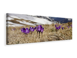 panoramic-canvas-print-purple-crocus