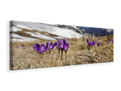 panoramic-canvas-print-purple-crocus