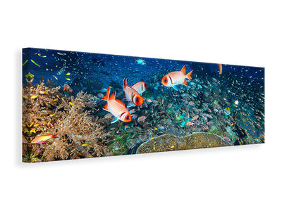 panoramic-canvas-print-reef-lifeii