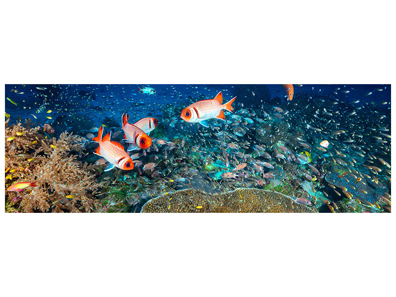 panoramic-canvas-print-reef-lifeii