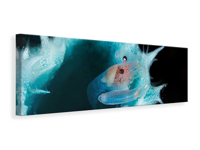panoramic-canvas-print-shrimp-in-a-blue-sponge