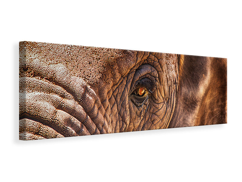 panoramic-canvas-print-the-look-of-the-elephant