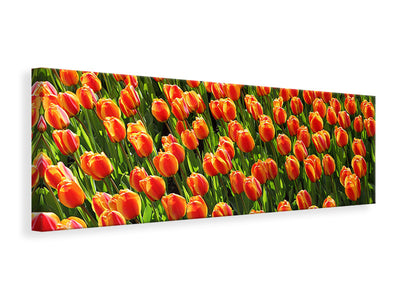 panoramic-canvas-print-tulip-field-in-orange