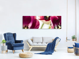 panoramic-canvas-print-tulip-iv