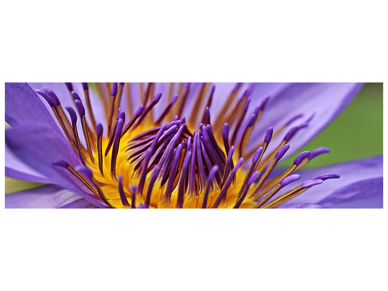 panoramic-canvas-print-xxl-water-lily-in-purple